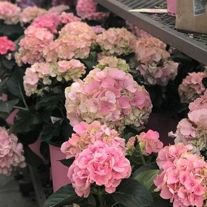 Meet your Posher, Lilly